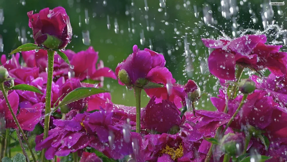 Photograph for April Showers Bring May Flowers